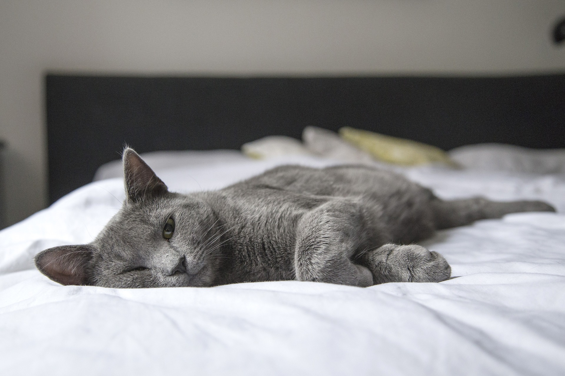 Katze im Bett